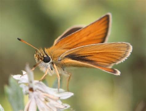 Small Skipper Butterfly Thymelicus Sylvestris Identification Guide
