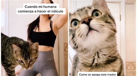 If you have telegram, you can view and join viral tik tok right away. VIDEO VIRAL: Intenta hacer Tik Tok pero su gato se roba el ...