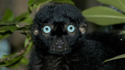Bbc Earth The Future Of Madagascars Lemurs