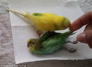Broken Hearted Budgie Refuses To Leave The Side Of His Dead Friend