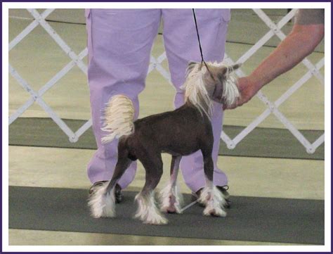 Chinese Crested Dallas Dog Shows Hairless Variety Of Chi Flickr