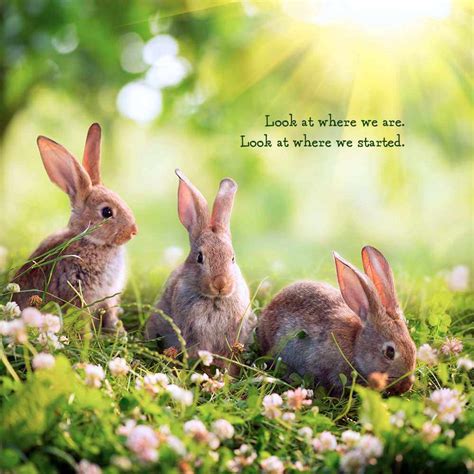 60 Famous Quotes And Sayings About Rabbits