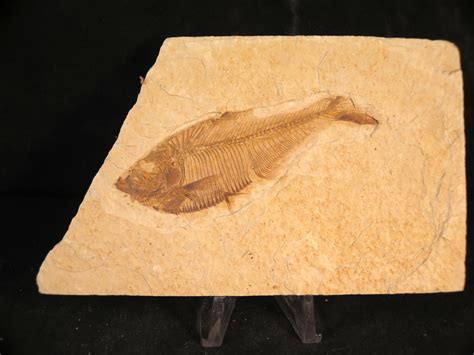 Diplomystus Dentatus Green River Fossil Fish For Sale