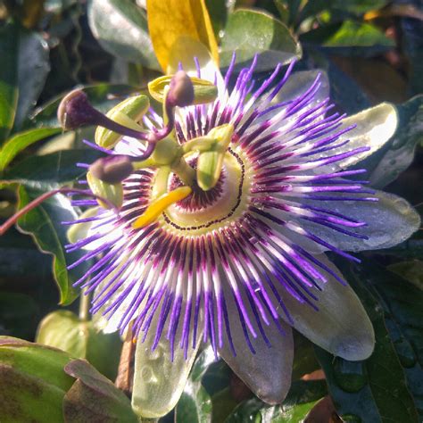 Passiflora Caerulea Blue Passion Flower In Gardentags Plant Encyclopedia