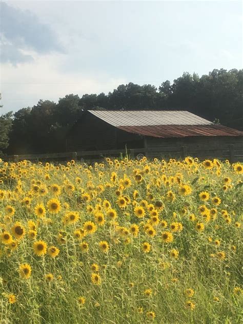 295 Sunflowers Barn Photos Free And Royalty Free Stock Photos From