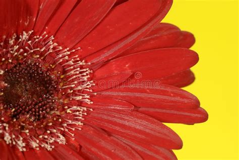 Red Flower Stock Photo Image Of Flora Outdoors Beauty 964660