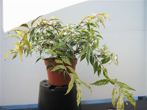 Un'altra pianta perenne resistente alla siccità è candytuft (iberis sempervirens) che ama molto sole e fiorisce ogni anno ogni primavera. 37 Piante Sempreverdi Da Terrazzo In Pieno sole - Punchbuggylife