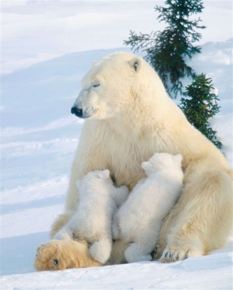 Polar Bear Kids Britannica Kids Homework Help