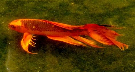 Long Fin Koi Photograph By Phyllis Spoor