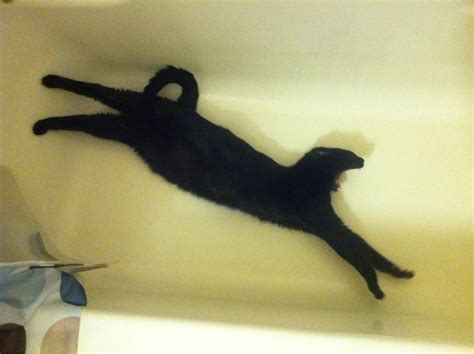 Cat Sleeping In Bathtub [ R Cats] Photoshopbattles