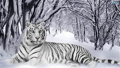 Desktop Tiger Wallpapersafari