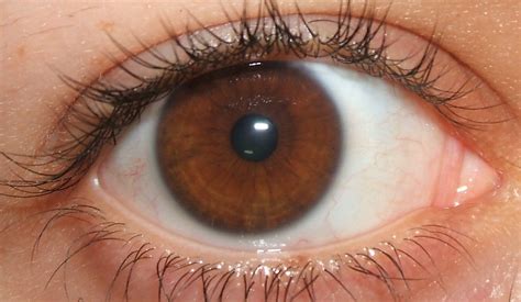Eye Color And Brown Eyes Makeup
