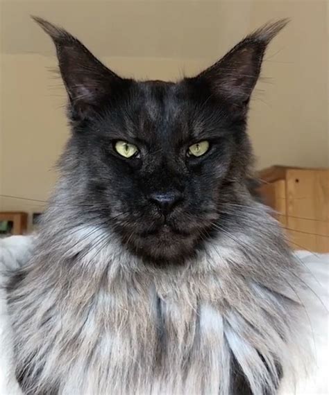 What Are You Maine Coon Cat That Looks Like A Majestic Werewolf Lion