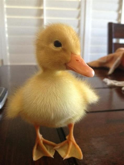 Pin By Chris Mcneil On Adorable Baby Ducks Cute Ducklings Fluffy