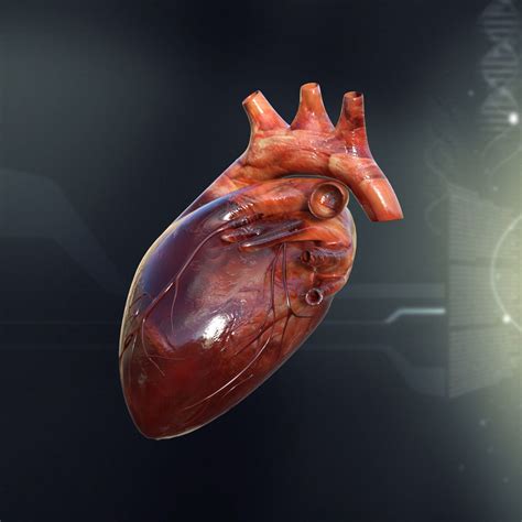 3 seminal vesicles they are two lobulated organs about 5 cm long lying on posterior surface of bladder. Human Male Internal Organs 3D Model MAX OBJ 3DS FBX LWO LW ...