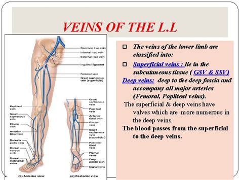 ARTERIES AND VEINS OF THE LOWER LIMB Dr