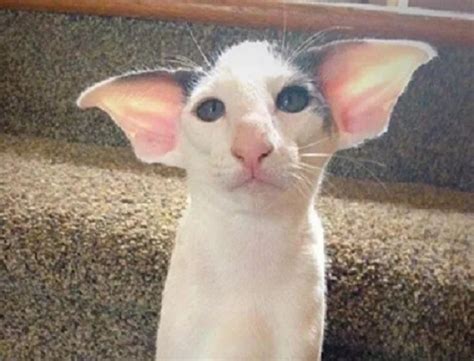 Ten Of The Strangest Funny And Most Unusual Cats Ears