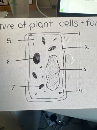 Year Cell Structure Flashcards Quizlet