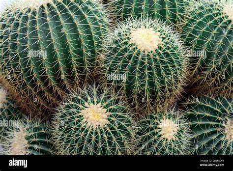 Golden Barrel Cactus From Southern Arizona Stock Photo Alamy