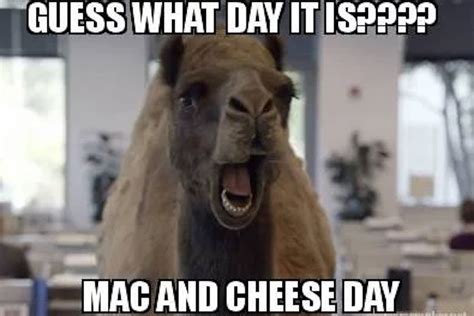 National Mac And Cheese Day Memes That Will Make You Drool