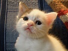 File:Photo of a kitten.jpg - Wikipedia
