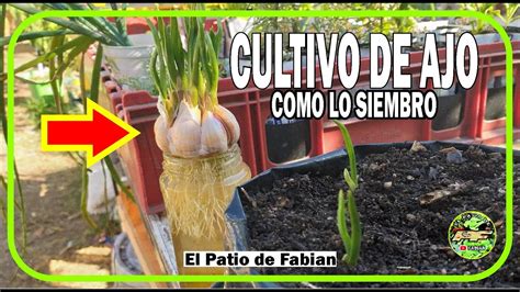 Cómo Sembrar Ajo Cultivo YouTube