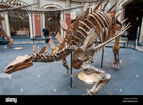 Berlin German City Germany Skeleton Of Tristan Tyrannosaurus Rex