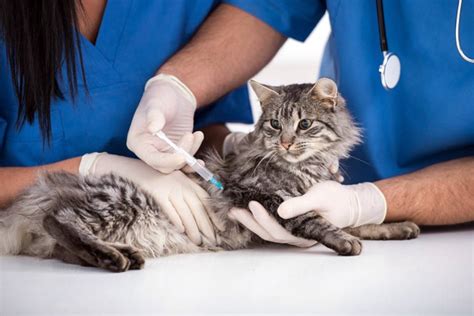 Qu Vacunas Son Obligatorias Para Los Gatos
