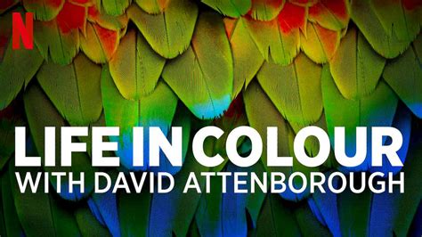 Is Documentary Originals Life In Colour With David Attenborough 2021