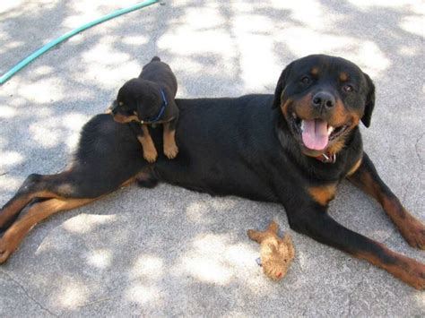 German rottweiler breeders in michigan. Rottweiler puppies in michigan | Dogs, breeds and everything about our best friends.