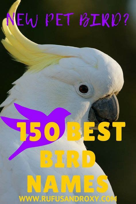 ⋆ 150 Top Bird Names For Your Feathered Friend ⋆ Parakeet Names