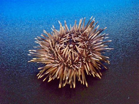 Dried Sea Urchin With Spines 2 3 Free Shipping By Buytheseaonline