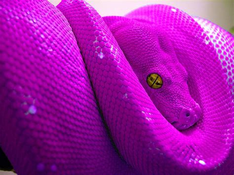 Purple Snakes Wallpapers - Wallpaper Cave