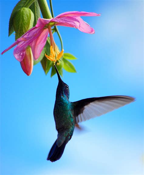 This Is A Beautiful Photo Of A Hummingbird I Found Online Beautiful
