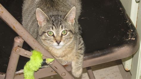 Olivia Is An Adoptable Domestic Short Hair Searching For A Forever