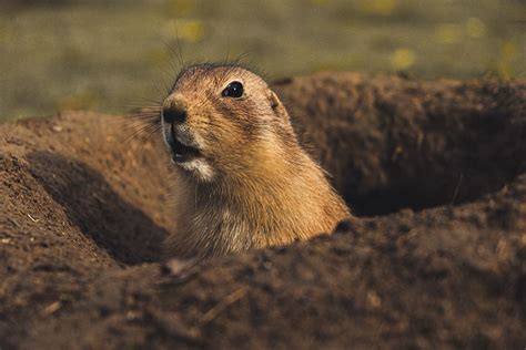 Prairie Dogs Archives Ned Hardy