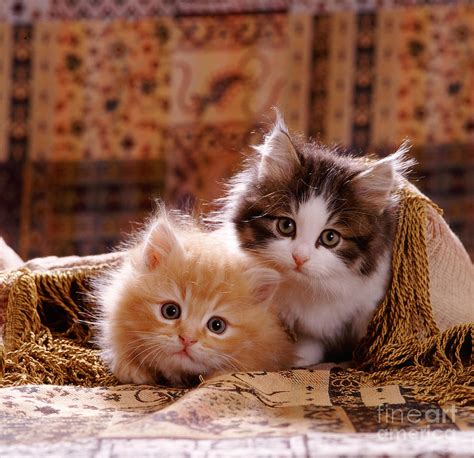 Fluffy Ginger And Tabby And White Kitten Photograph By Jane Burton
