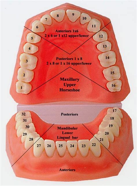Tooth Numbering System Prótesis Dental Cuidado Dental Anatomía