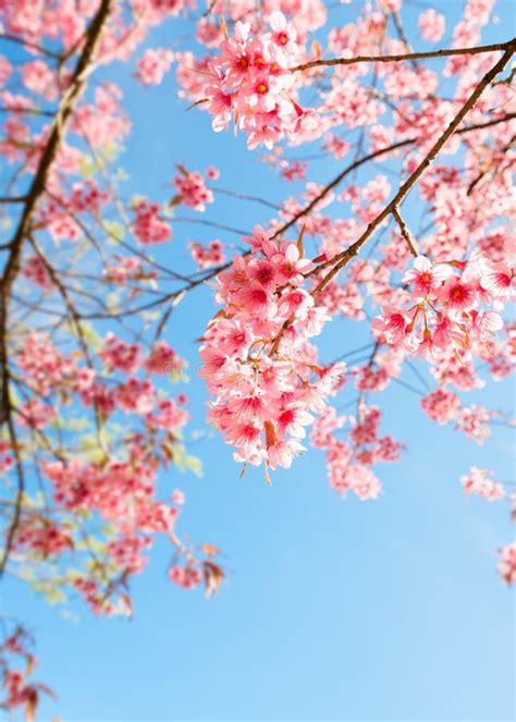 Beautiful Sakura Pink Flower In Spring Stock Photo Image Of Closeup
