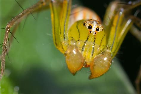 The 10 Most Dangerous Spiders In The World Hunting No