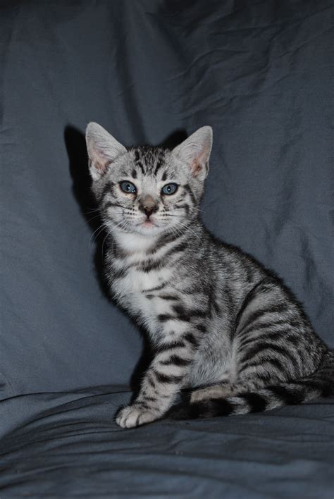 Silver Bengal Kitten Welcome To My Humble Abode Pinterest