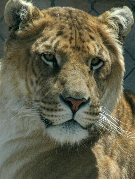 Time is a river which carries me along, but i am the river; Portrait of a Liger. At first I thought it was a lioness, then I saw the mix of faded spots and ...
