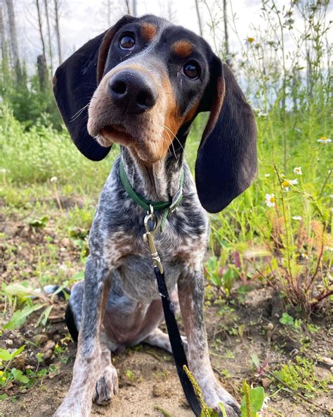 15 Amazing Facts About Coonhounds You Probably Never Knew Page 2 Of 5
