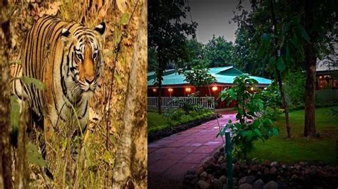 Ratapani Jungle Safari Starts From Today Mp Tourism Famous Jungle