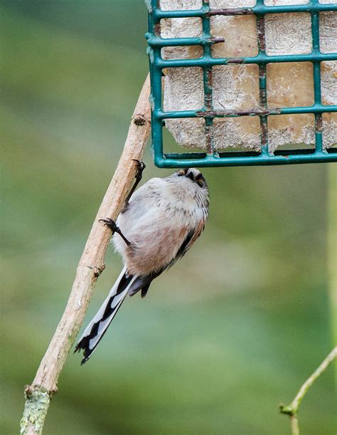 Long Tailed Tit Pentax User Photo Gallery