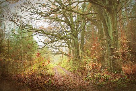 November Forest Photograph By Slawek Aniol Fine Art America