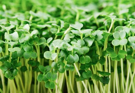 Broccoli Microgreens Microgreens Seed Leaf Micro Farm Microgreens