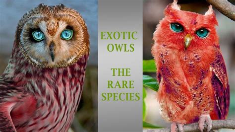 Exotic Owls Rare Speicies From Around The World Youtube