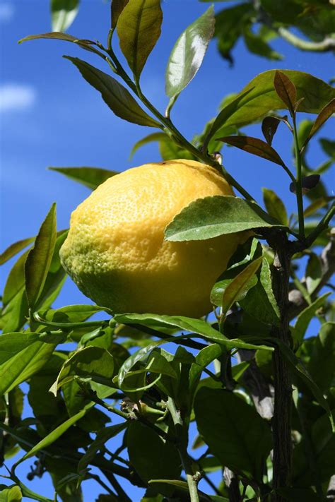 Citrus Fruits Plant Care And Collection Of Varieties