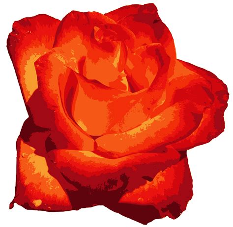 Red Rose Png Image Transparent